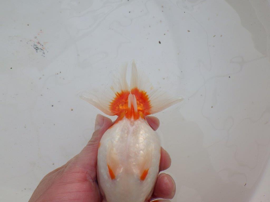 【全国大会優等賞獲得多数のブリーダー】綺麗な更紗らんちゅう 明け二歳 約15㎝ メス？