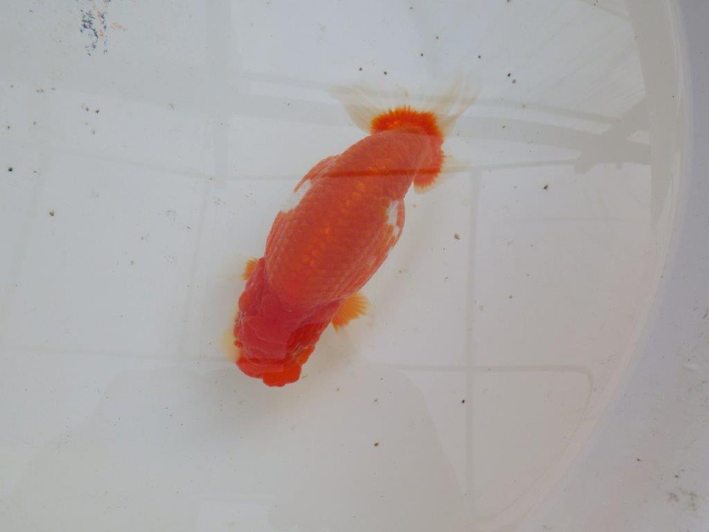 【全国大会優等賞獲得多数のブリーダー】綺麗な更紗らんちゅう 明け二歳 約15㎝ メス？