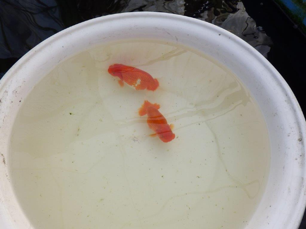 【全国大会優等賞獲得多数のブリーダー】綺麗な更紗らんちゅう 明け二歳 約15㎝ メス？