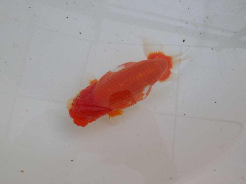 【全国大会優等賞獲得多数のブリーダー】綺麗な更紗らんちゅう 明け二歳 約15㎝ メス？