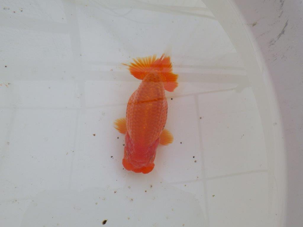 【全国大会優等賞獲得多数のブリーダー】飼い込む価値あり！明け二歳らんちゅう 約12㎝ オス