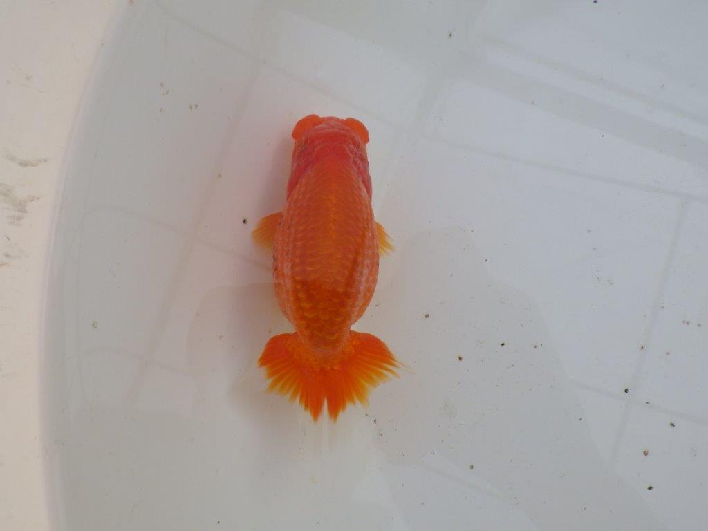 【全国大会優等賞獲得多数のブリーダー】飼い込む価値あり！明け二歳らんちゅう 約12㎝ オス