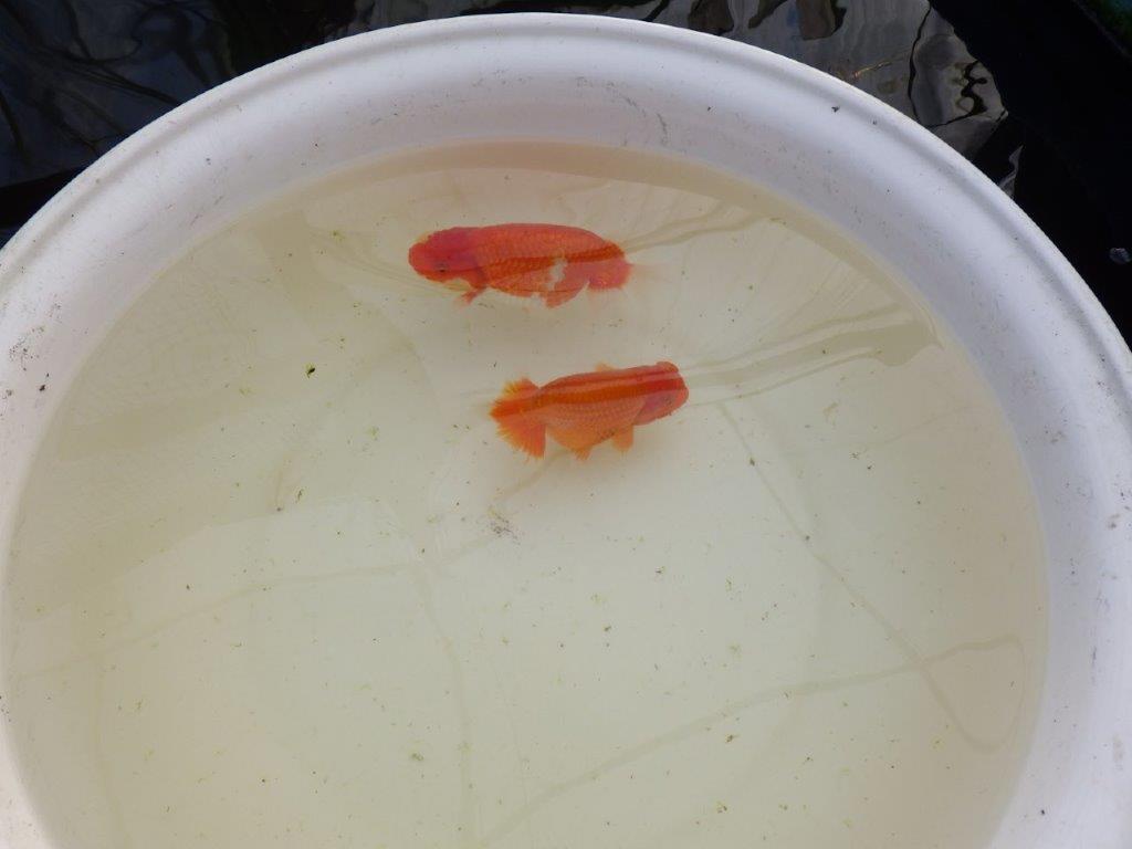 【全国大会優等賞獲得多数のブリーダー】飼い込む価値あり！明け二歳らんちゅう 約12㎝ オス