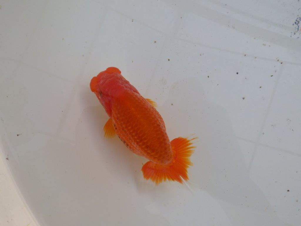 【全国大会優等賞獲得多数のブリーダー】飼い込む価値あり！明け二歳らんちゅう 約12㎝ オス