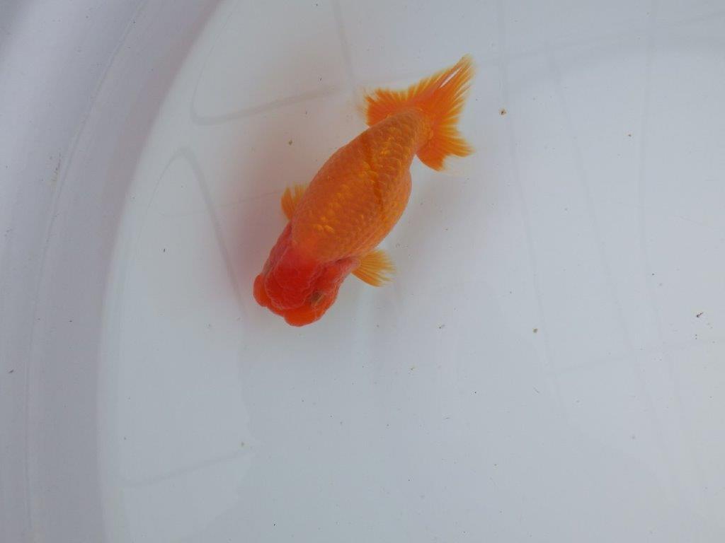 【 志摩紅鱗会所属ブリーダーN.M様 明け二歳らんちゅう】尾型が良く背も◎ 約12,5㎝ オス