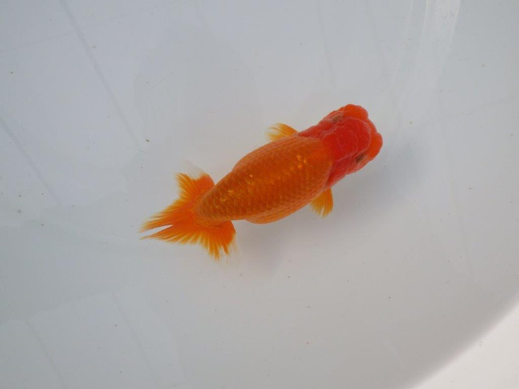 【 志摩紅鱗会所属ブリーダーN.M様 明け二歳らんちゅう】尾型が良く背も◎ 約12,5㎝ オス