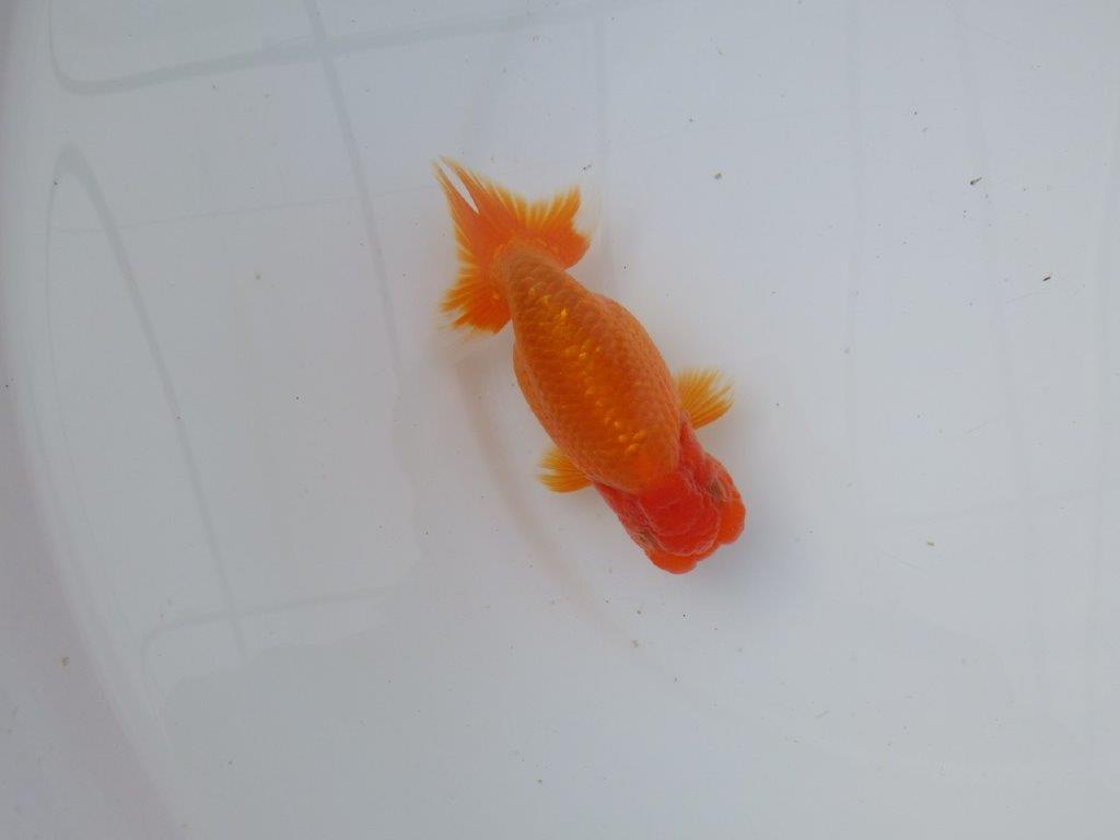 【 志摩紅鱗会所属ブリーダーN.M様 明け二歳らんちゅう】尾型が良く背も◎ 約12,5㎝ オス