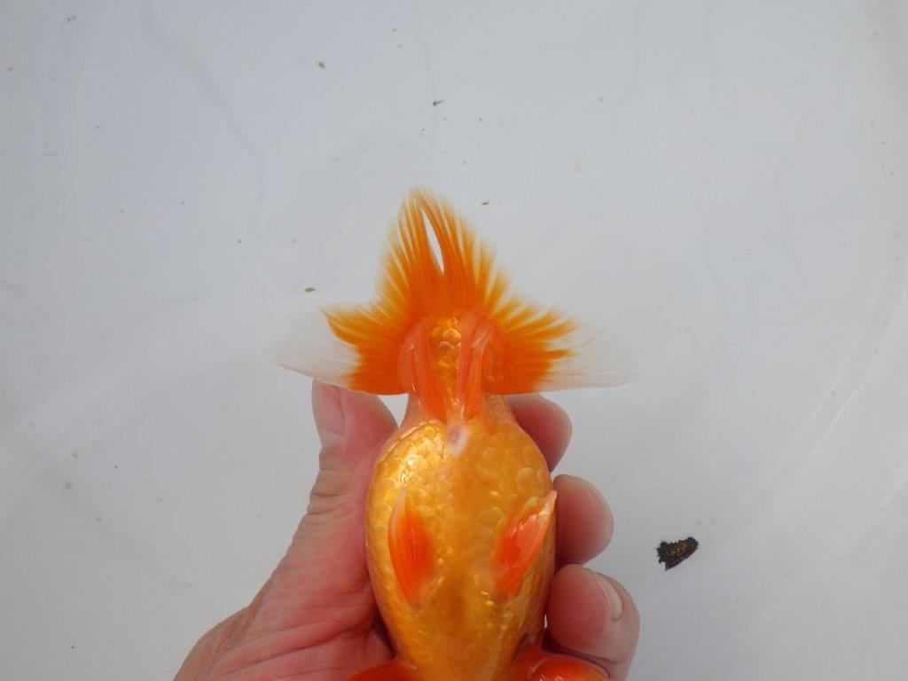 【 志摩紅鱗会所属ブリーダーN.M様 明け二歳らんちゅう】尾型が良く背も◎ 約12,5㎝ オス