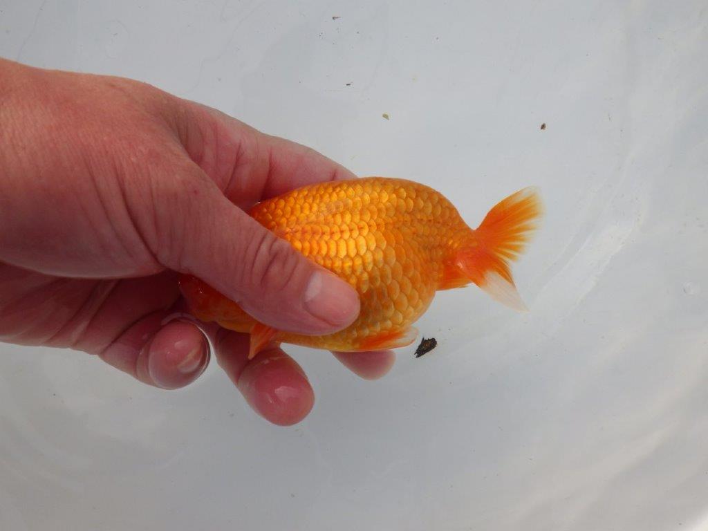 【 志摩紅鱗会所属ブリーダーN.M様 明け二歳らんちゅう】尾型が良く背も◎ 約12,5㎝ オス