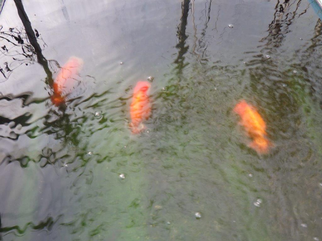 【 志摩紅鱗会所属ブリーダーN.M様 明け二歳らんちゅう】尾型が良く背も◎ 約12,5㎝ オス