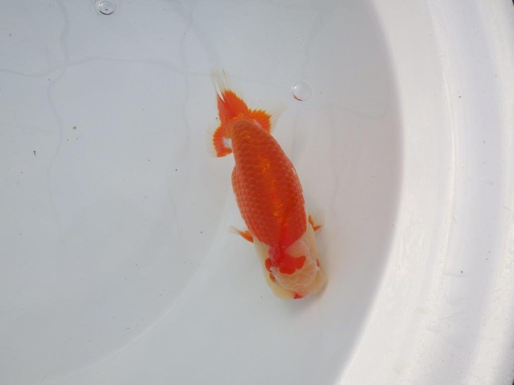 【 志摩紅鱗会所属ブリーダーＮ．Ｍ様 明け二歳らんちゅう】背が綺麗、横見が映える 約14㎝  オス