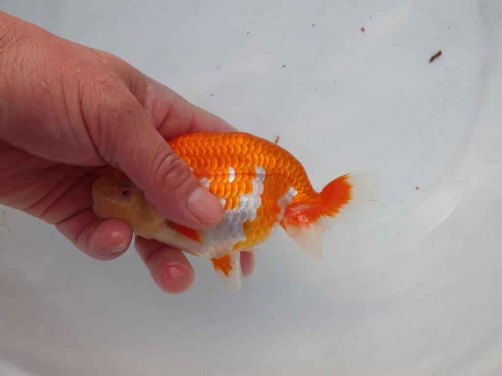 【 志摩紅鱗会所属ブリーダーＮ．Ｍ様 明け二歳らんちゅう】背が綺麗、横見が映える 約14㎝  オス