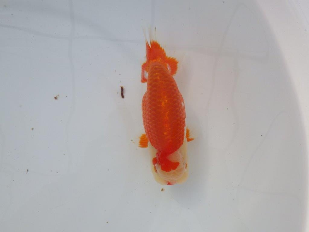 【 志摩紅鱗会所属ブリーダーN.M様 明け二歳らんちゅう】背が綺麗、横見が映える 約14㎝ オス