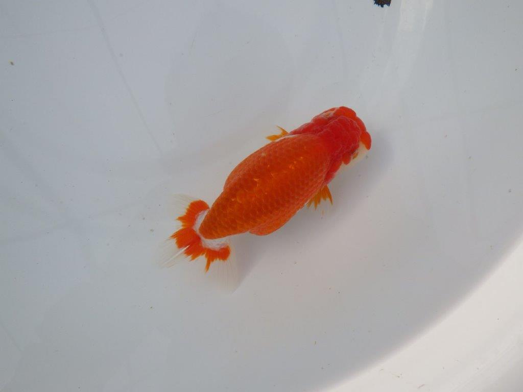 【 志摩紅鱗会所属ブリーダーN.M様 明け二歳らんちゅう】横見が映える 約13㎝ メス?