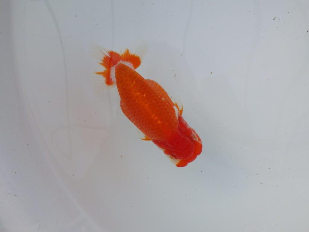 【 志摩紅鱗会所属ブリーダーＮ．Ｍ様 明け二歳らんちゅう】横見が映える 約13㎝  メス？