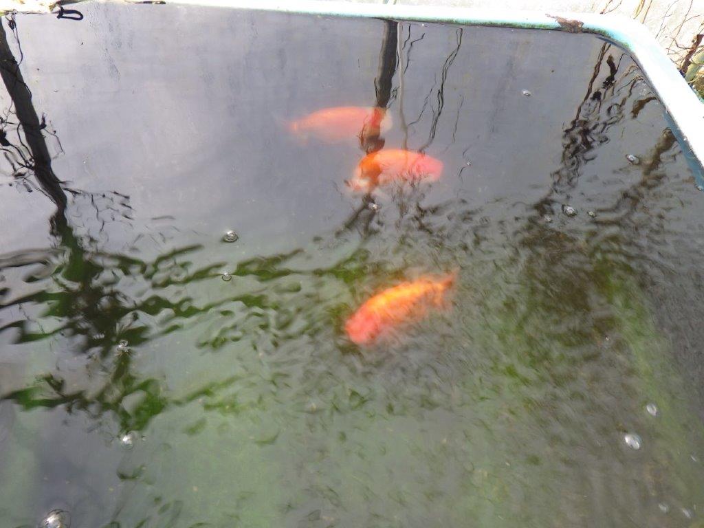 【 志摩紅鱗会所属ブリーダーＮ．Ｍ様 明け二歳らんちゅう】横見が映える 約13㎝  メス？