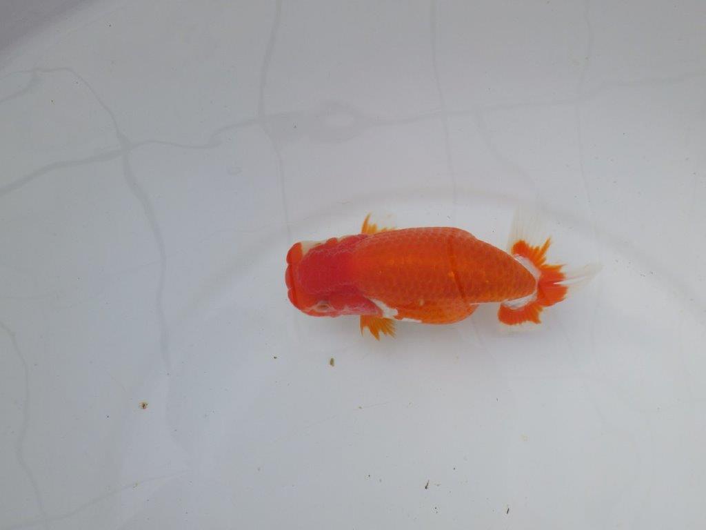 【 志摩紅鱗会所属ブリーダーＮ．Ｍ様 明け二歳らんちゅう】横見が映える 約13㎝  メス？