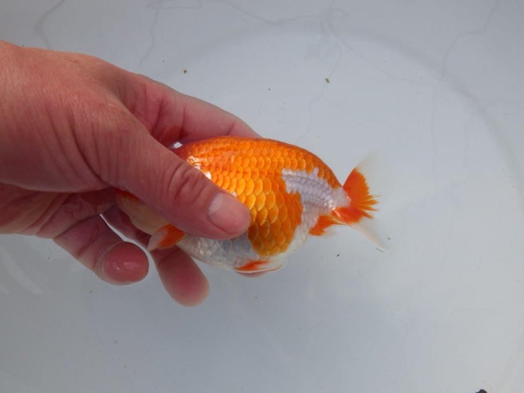 【 志摩紅鱗会所属ブリーダーＮ．Ｍ様 明け二歳らんちゅう】横見が映える 約13㎝  メス？