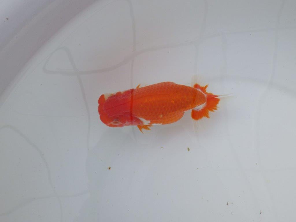 【 志摩紅鱗会所属ブリーダーＮ．Ｍ様 明け二歳らんちゅう】横見が映える 約13㎝  メス？