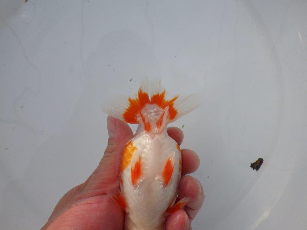 【 志摩紅鱗会所属ブリーダーＮ．Ｍ様 明け二歳らんちゅう】横見が映える 約13㎝  メス？